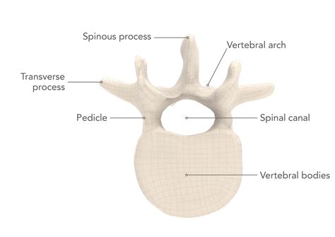 vertebra, spinal disc, spinous process, pedicle, spinal canal, nerves