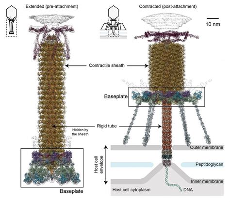 the structure of an insect's body is shown in this diagram