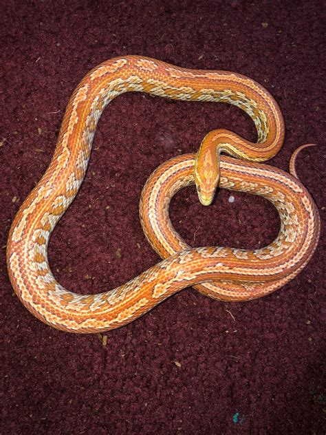 Corn snake breeding plans 2021! First lock of the year today! - Corn ...