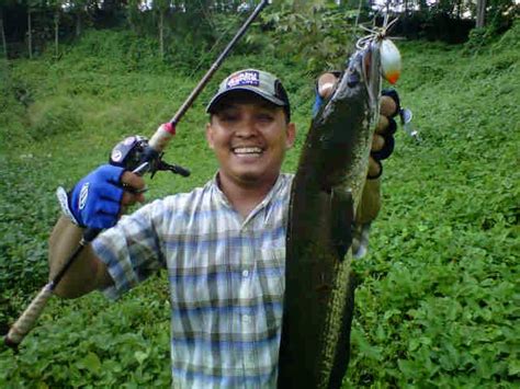 Cara Budidaya Manfaat Dan Mancing Ikan Gabus Terbesar Di Dunia | Info ...