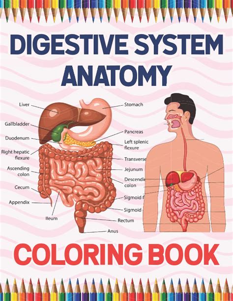 Buy Digestive System Anatomy Coloring Book: Human Digestive System ...