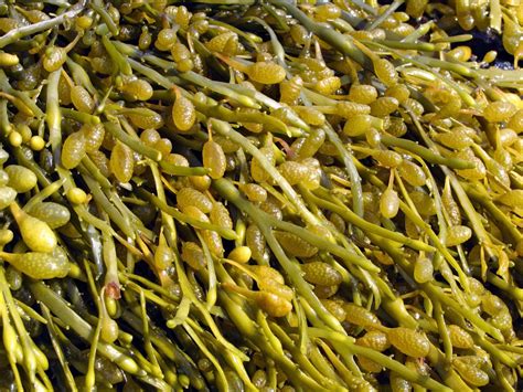 Seaweed | Definition, Types, & Facts | Britannica