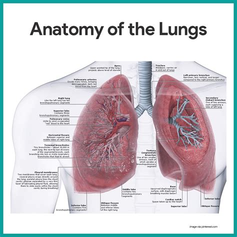 Respiratory System Anatomy and Physiology | Respiratory system anatomy ...