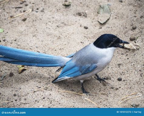 Blue Magpie in the Natural Habitat. Stock Photo - Image of perched ...