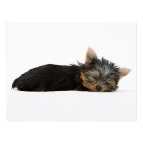 Yorkie Puppy Sleeping Postcard | Zazzle