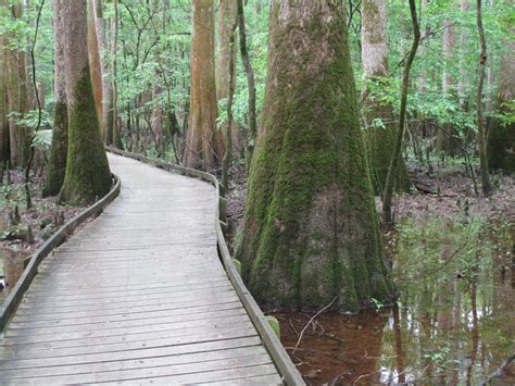 Congaree National Park - Hopkins, SC | SkyAboveUs