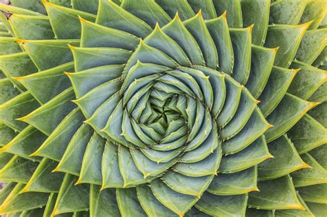 What is a Fractal? - The Ultimate Guide to Understanding Fractals