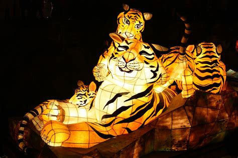 Download free photo of Tiger,lantern festival,cheonggyecheon stream ...