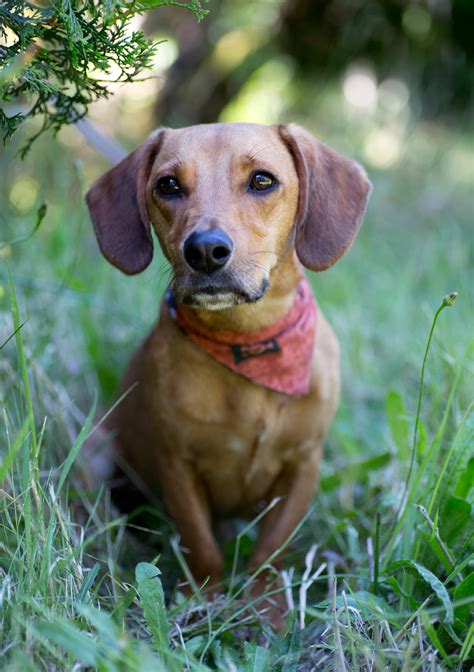 Shelter Dogs of Portland: "KIWI" outgoing Dachshund / (beagle?) mix