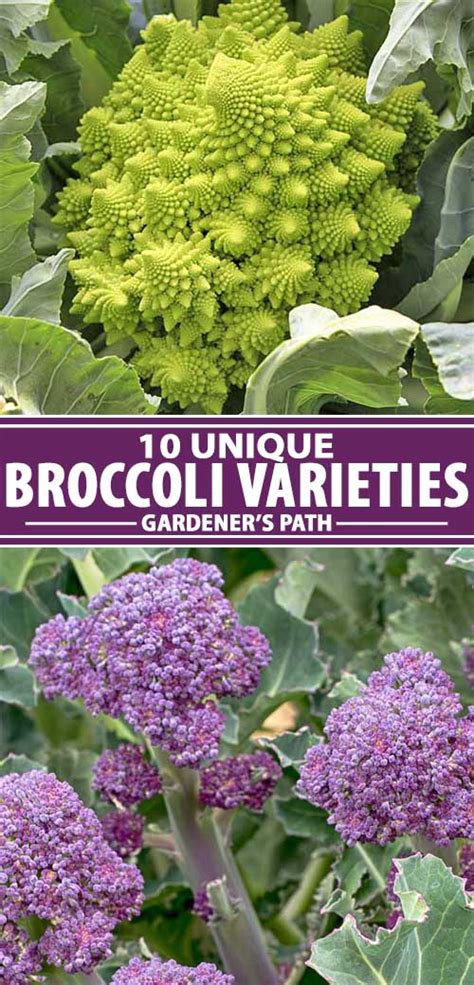 The 10 Best Broccoli Varieties to Grow at Home | Gardeners Path