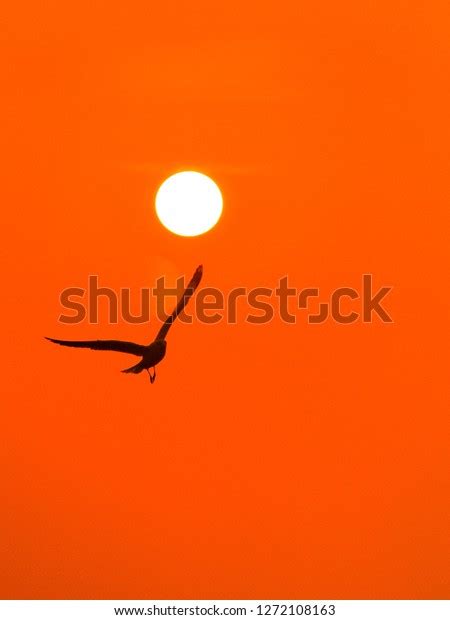 Flying Seagull Silhouette Sunset Background Stock Photo 1272108163 ...