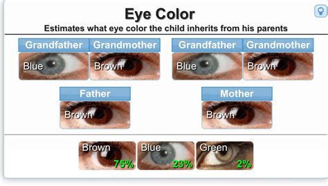 Hazel Eye Color Genetics Chart