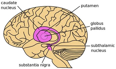 Brain Rewiring in Parkinson's Disease May Contribute to Abnormal ...