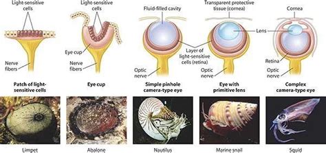 evolution of the eye | Evolution of the eye, Color of life, Evolution