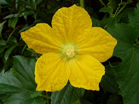 Cucumber Flower | Saw this cucumber flower growing wild outs… | Flickr