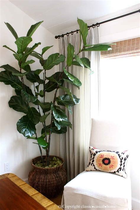 Six Easy Care Indoor Plant Ideas - Classic Casual Home