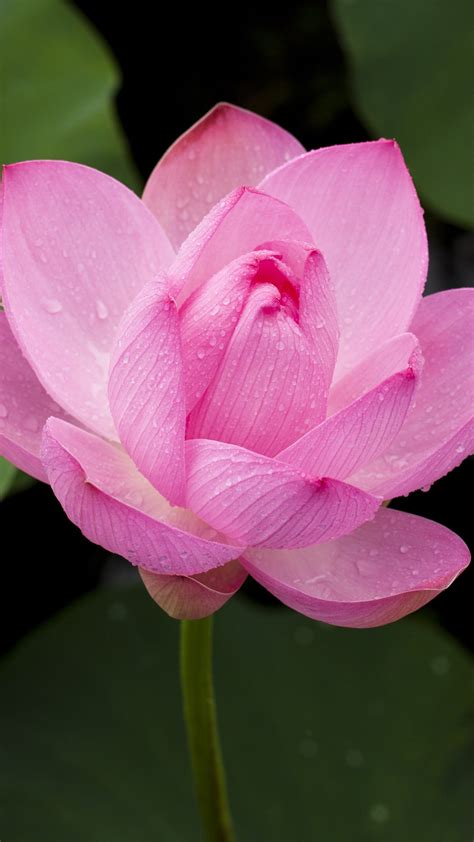 Lotus Backgrounds