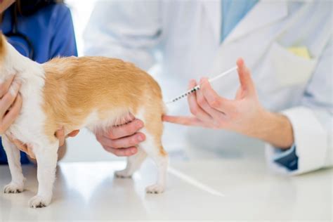 How Often Does A Dog Need A Rabies Shot - Gegu Pet