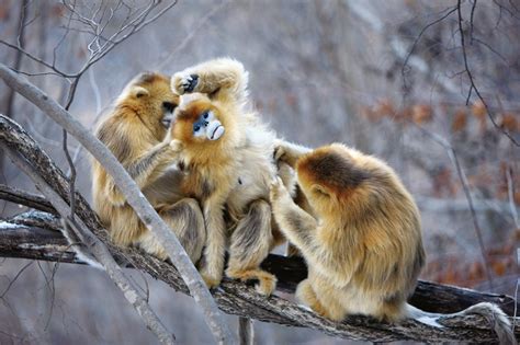 Golden Snub-nosed Monkey Facts, Habitat, Diet, Life Cycle, Baby, Pictures