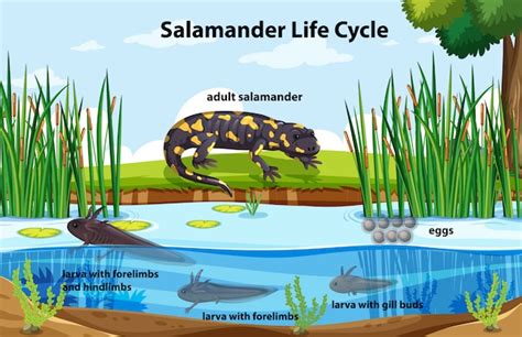 Free Vector | Diagram showing salamander life cycle