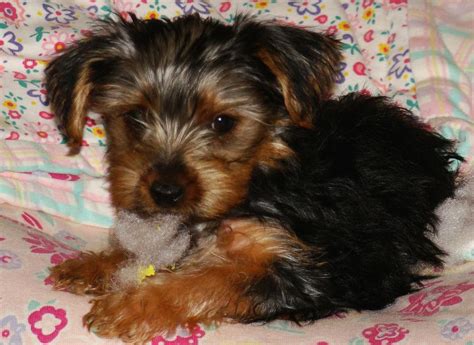 yorkie puppy playing tou.jpg (2 comments) Hi-Res 720p HD