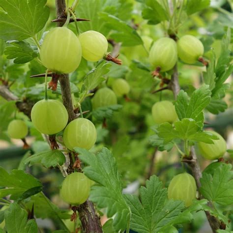 Gooseberry Invicta | Gooseberry Bushes & Plants For Sale