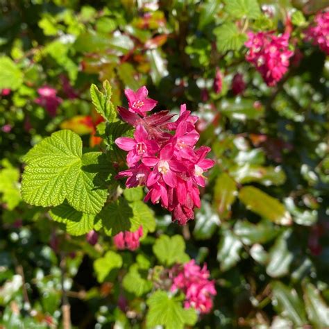 Flowering Red Currant Flower Essence - Etsy