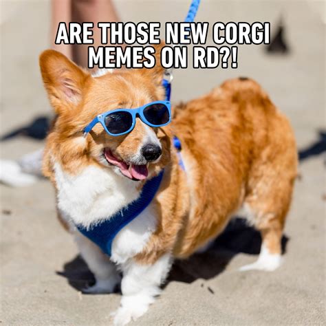 Corgi Memes Corgi Memes Hilarious Corgi Memes Funny Corgi Memes ...