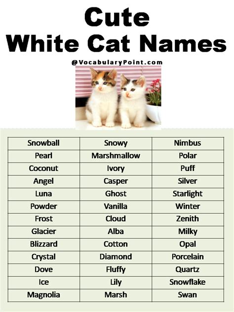 Most Popular Cute Cat Names - Vocabulary Point