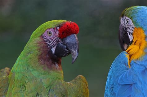 macaw, Parrot, Bird, Tropical, 39 Wallpapers HD / Desktop and Mobile ...