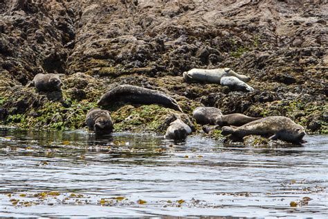 Pacific Rim National Park - Part Three: Wildlife! (Vacation 2017)