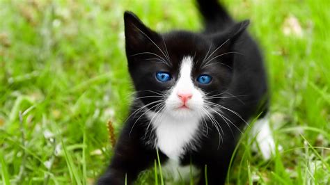 Black Kitten with Blue Eyes | Full HD Desktop Wallpapers 1080p