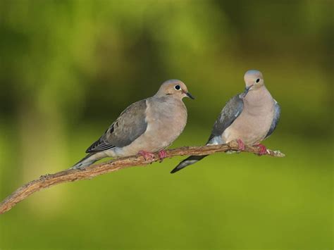 Mourning Dove – Indiana Audubon