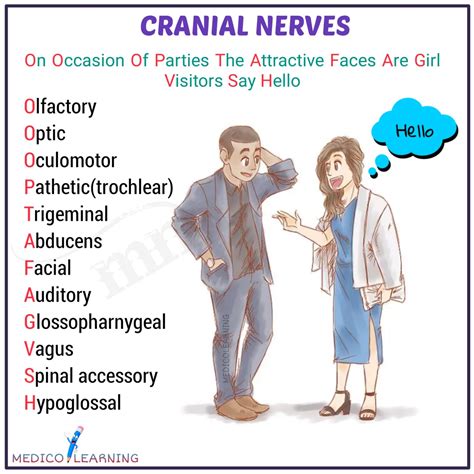 Cranial Nerves Mnemonics – MedicoLearning