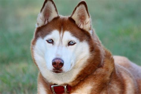 Dark Red Siberian Husky With Blue Eyes