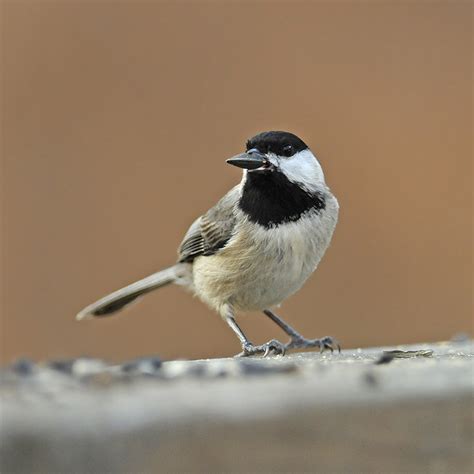 Carolina Chickadee photo - lejun photos at pbase.com