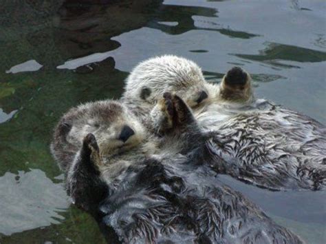 Otters Holding Hands | Know Your Meme