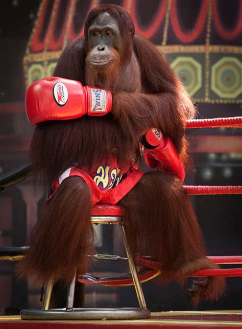 Orangutan Boxing Show (14 pics) - Izismile.com