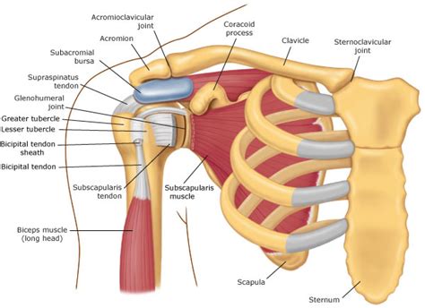 Shoulder Anatomy | Mr Peter Moran (MBBS FRACS, FAOrthA)