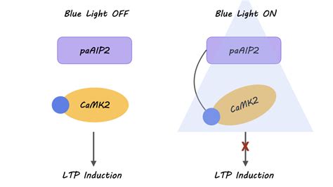 How the Orbitofrontal Cortex Learns How to Learn — BrainPost | Easy-to ...