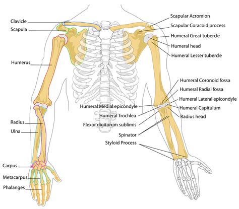 Pin on Brace Support Health Care