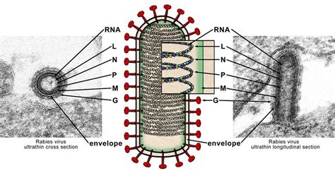 Virus structure | Rabies - Bulletin - Europe