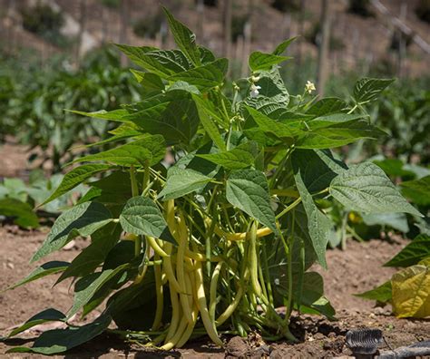 Growing Beans in the Home Garden - Horticulture