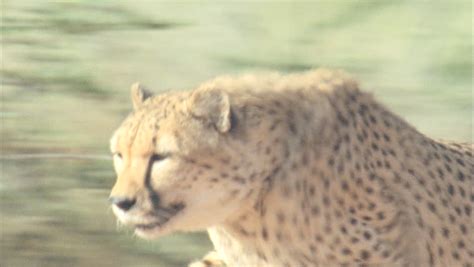 Cheetah Running in Slow Motion Stock Footage Video (100% Royalty-free ...