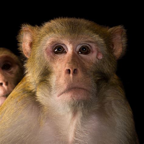 Free photo: Brown Monkey Photo - Animal, Monkey, Young - Free Download ...