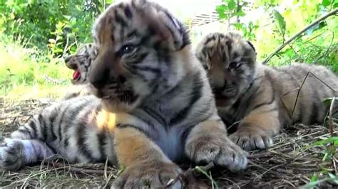 These three Siberian tiger cubs are very sleepy and very endangered ...