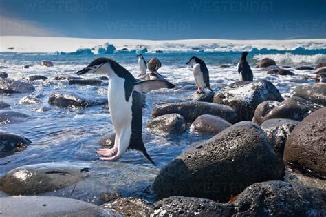 Chinstrap penguins, Penguin Island, Antarctica stock photo