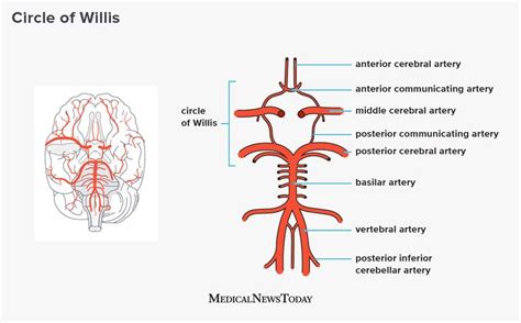 Circle of Willis: Anatomy, function, and what to know