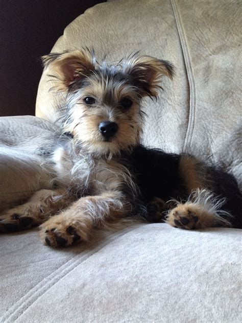 Snorkie- yorkie and schnauzer mix! | Terrier mix dogs, Yorkie mix ...