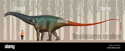 Illustration Of An Apatosaurus Vs Human Size Comparison - HooDoo Wallpaper